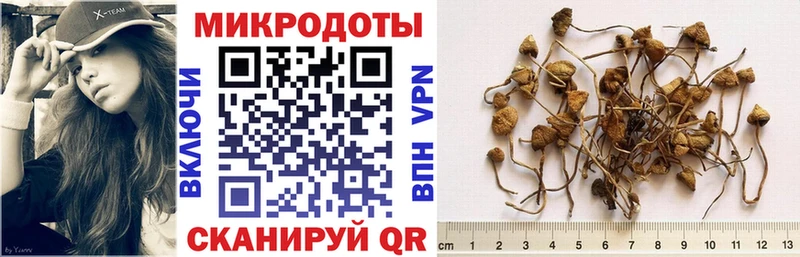 Галлюциногенные грибы Psilocybine cubensis  Крым 